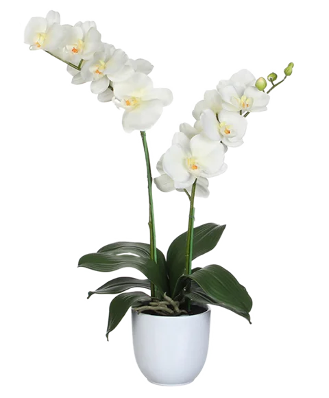 Orchidea phalenopsis